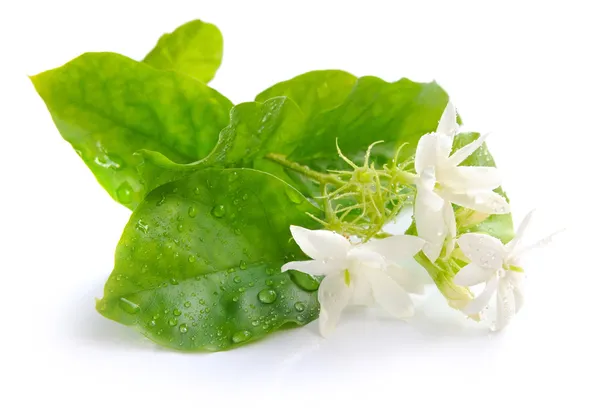Jázmin virágok elszigetelt fehér háttér — Stock Fotó