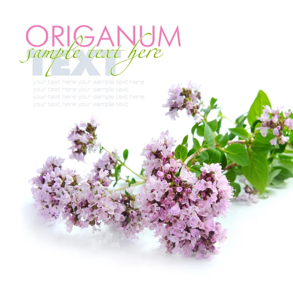 Bund frischer Oregano (origanum vulgare) isoliert auf weißem Hintergrund — Stockfoto
