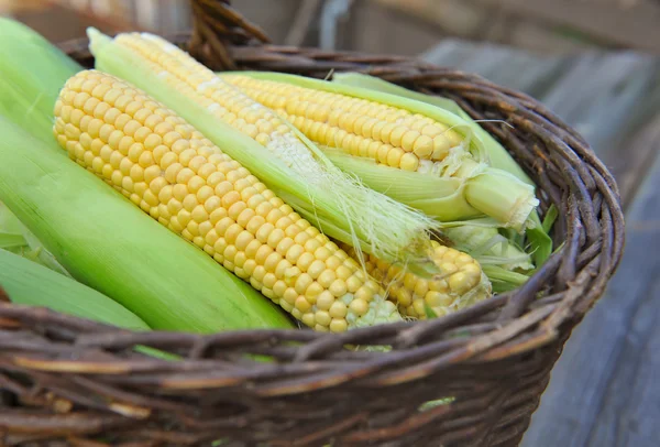Fresh corn cobs in a basket — Stock Photo, Image