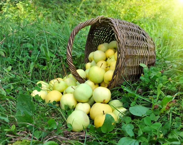 Friska ekologiska äpplen i korgen — Stockfoto