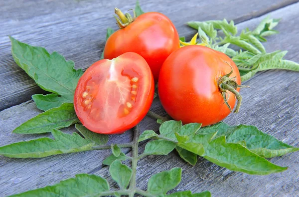Tomatoes are with leaves and flowers on an old wooden table — Stock Photo, Image