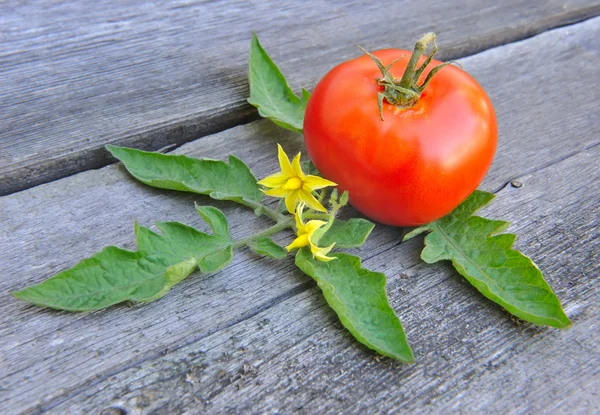 Tomate con sábana y flores en una vieja mesa de madera — Foto de Stock