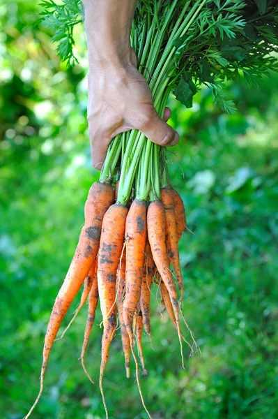 Pęczek marchewki w ręce z miękkich tło — Zdjęcie stockowe