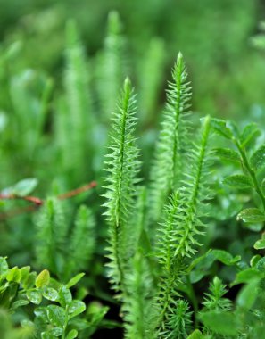 Lycopodium moss yakın çekim (Lycopodium annotinum) orman