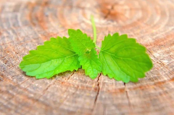 Balsam de lămâie verde (Melissa officinalis) pe un fundal din lemn — Fotografie, imagine de stoc