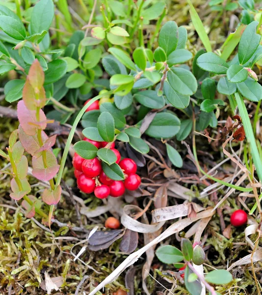 Baies de cowberry sauvage (Vaccinium vitis-idaea) sur fond naturel — Photo