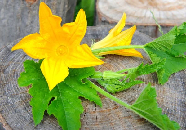 I fiori di midollo vegetale sono con steli e foglie verdi su uno sfondo di legno — Foto Stock