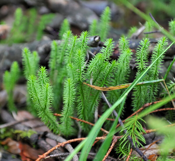 Lycopodium moss close-up (Lycopodium annotinum) in the forest