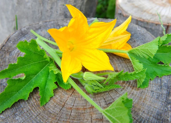 Blüten aus Pflanzenmark sind mit Stielen und grünen Blättern auf einem hölzernen Hintergrund — Stockfoto