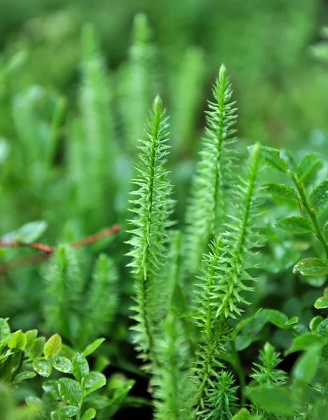 Lycopodium moss närbild (Lycopodium annotinum) i skogen — Stockfoto