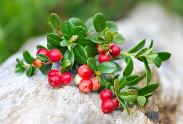 Berries of wild cowberry (Vaccinium vitis-idaea) on a natural background — Stock Photo, Image