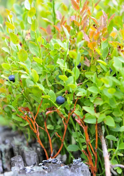 Hälsosamma ekologiska livsmedel - vilda blåbär (Vaccinium myrtillus) växer i skogen — Stockfoto