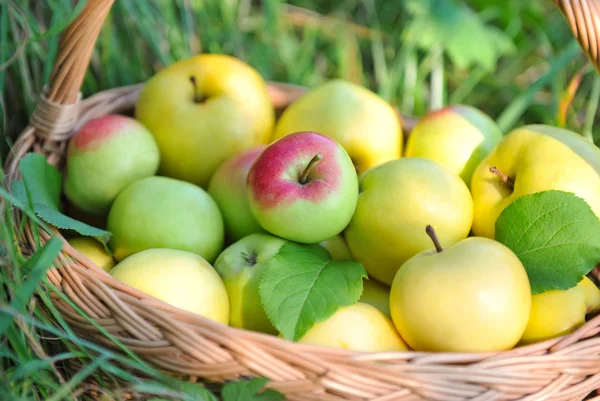 Manzanas orgánicas saludables en la cesta — Foto de Stock