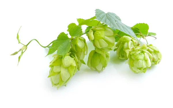 Ramo de lúpulo é com cones e folhas (Humulus lupulus) sobre um fundo branco — Fotografia de Stock