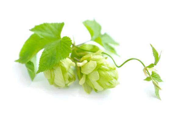 Ramo di luppolo è con coni e fogli (Humulus lupulus) su sfondo bianco — Foto Stock