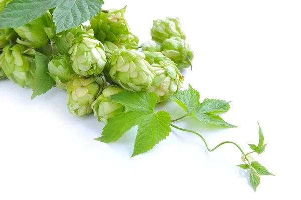 Gałąź hop z szyszek i arkusze (Humulus lupulus) na białym tle — Zdjęcie stockowe