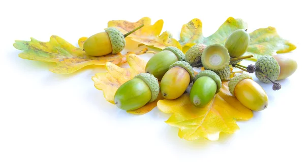 Bellotas de roble con hojas sobre fondo blanco —  Fotos de Stock