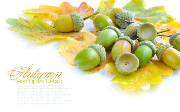 Ghiande di quercia con foglie su sfondo bianco — Foto Stock