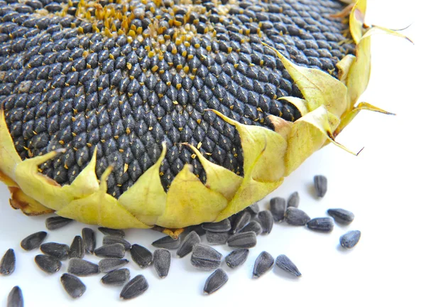 Autumn sunflower with ripe seeds on white background — Stock Photo, Image
