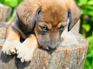 sevimli köpek yavrusu oranı canicular güneşli güdük üzerinde olduğunu