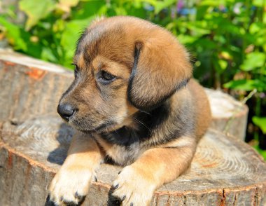 sevimli köpek yavrusu oranı canicular güneşli güdük üzerinde olduğunu