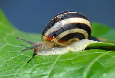 Bahçe salyangoz üzerinde yeşil bir yaprak olduğunu.