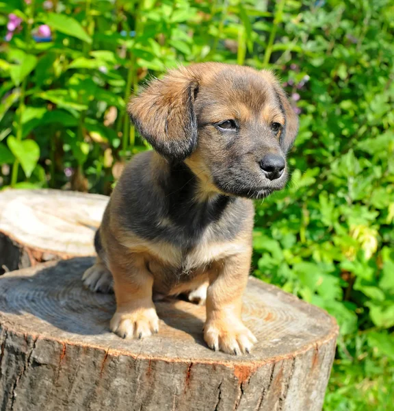 Lindo un cachorro de tasa es en el muñón de día canicular soleado — Foto de Stock