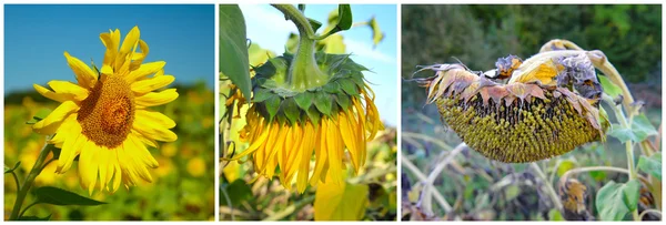 Blooming sunflower flower, three stages of life