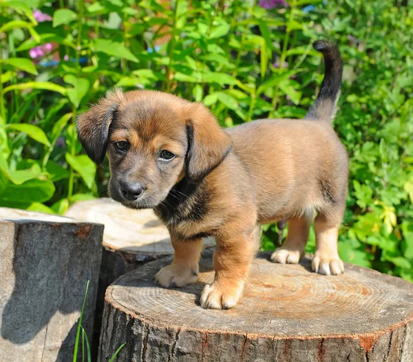 Mignon un chiot de taux est sur la souche de jour caniculaire ensoleillé — Photo