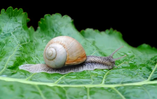 Garden snail (Helix pomatia) on a green leaf — Stock Photo, Image