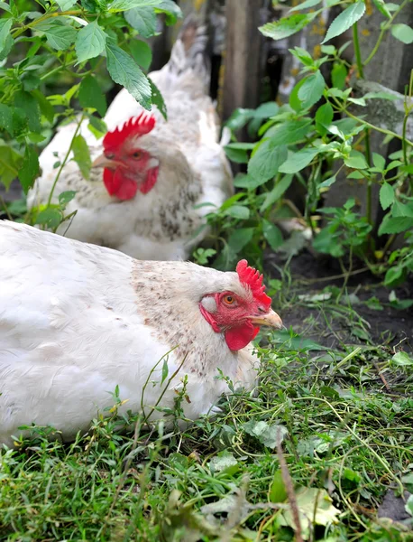 Gallinas jóvenes sobre una hierba verde —  Fotos de Stock