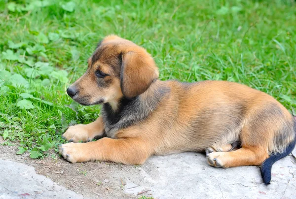Симпатичный щенок на зеленой траве — стоковое фото
