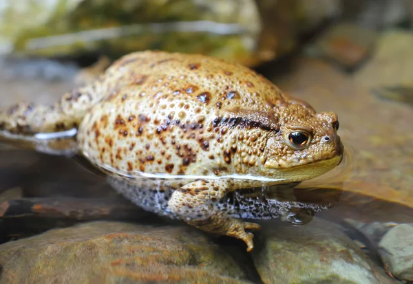Avrupa kara kurbağası (Bufo bufo) su içinde bir dinlenme vardır — Stok fotoğraf