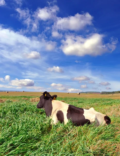 Koe is op een weiland — Stockfoto