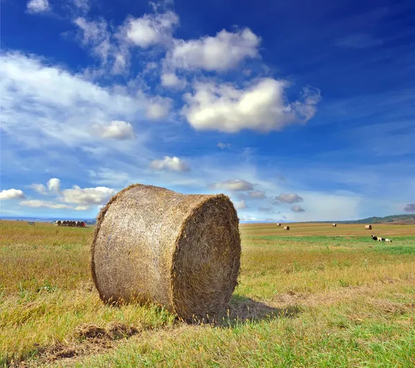 Round bales of straw in the meadow under a blue sky — Stock Photo, Image