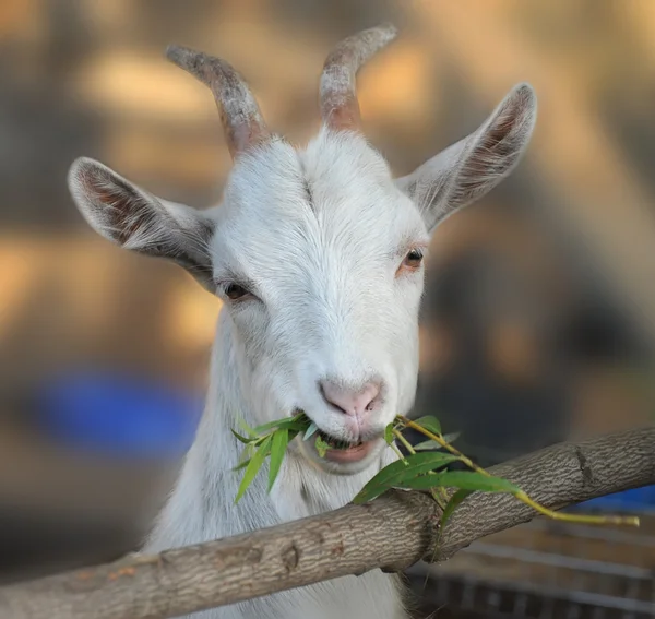 Goat chews a branch — Stock Photo, Image