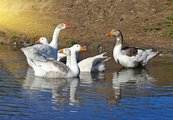 Gänse auf dem Wasser — Stockfoto