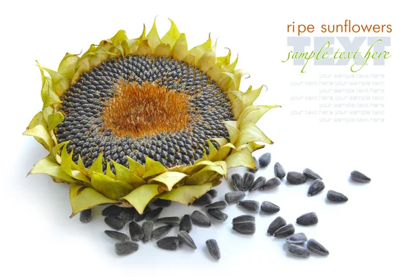 Autumn sunflower with ripe seeds on white background — Stock Photo, Image