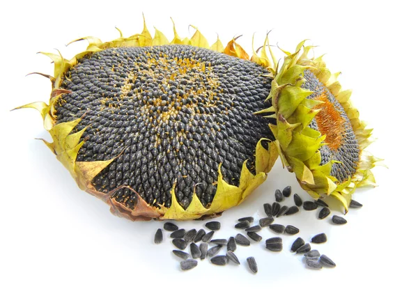Girassóis de outono com sementes maduras sobre fundo branco — Fotografia de Stock