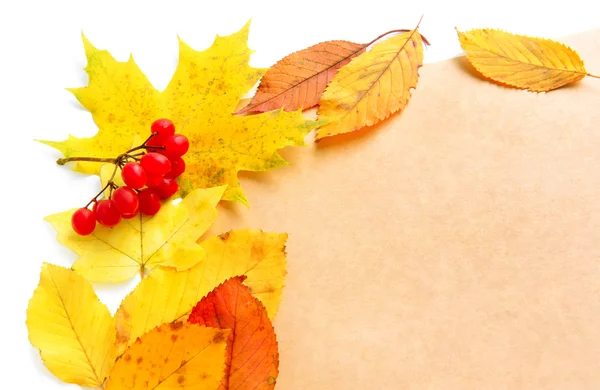 Осенние листья с веточкой красного вибурна и гр. — стоковое фото