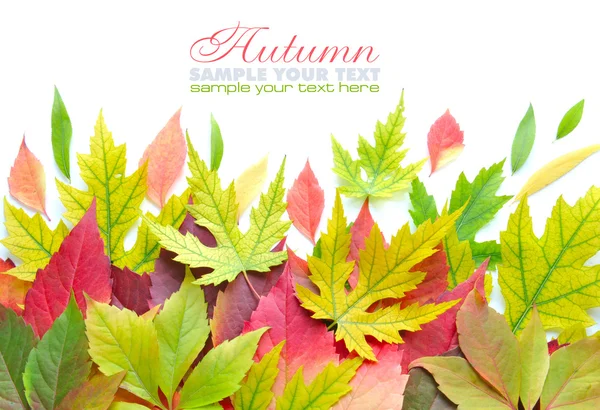 Herfstbladeren achtergrond geïsoleerd op wit met voorbeeldtekst — Stockfoto