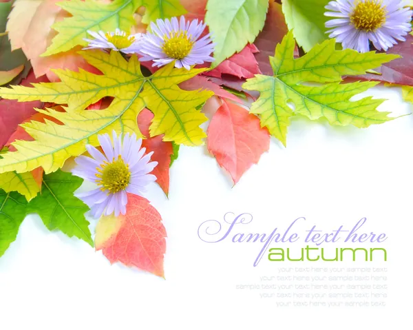 Autumn leaves background with flowers isolated on white with sample text — Stock Photo, Image