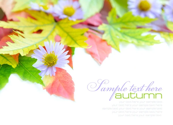 Autumn leaves background with flowers isolated on white with sample text — Stock Photo, Image