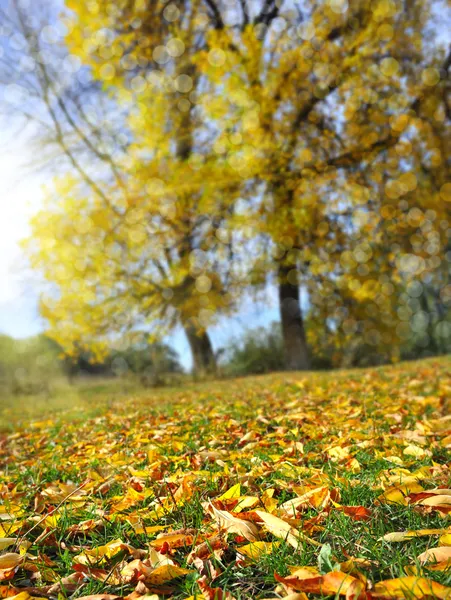 Paisaje otoñal — Foto de Stock