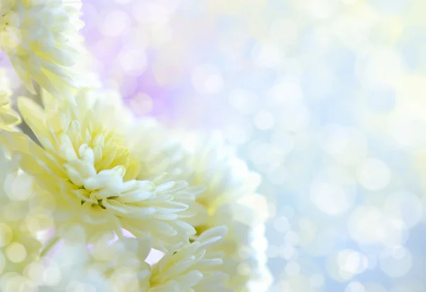 Flores de crisântemo branco sob a luz do sol, com belo bokeh — Fotografia de Stock
