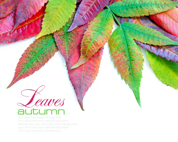 Hojas coloridas de otoño sobre fondo blanco con texto de muestra —  Fotos de Stock