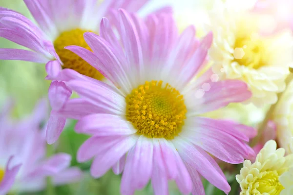 Fiori di crisantemo rosa in un raggio di sole — Foto Stock