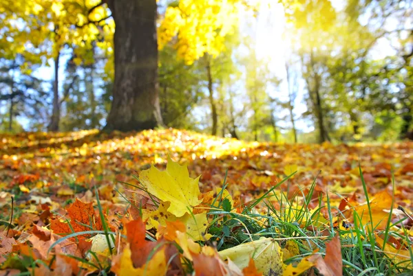 Hermoso paisaje de otoño — Foto de Stock
