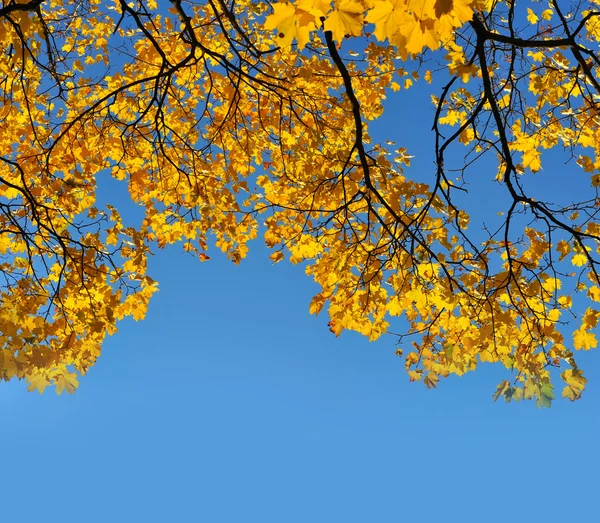 Żółty autumn listowie na przeciwko jasne błękitne niebo drzewo klon — Zdjęcie stockowe