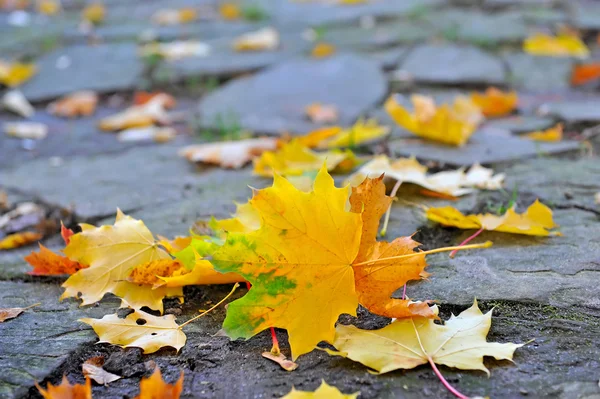 Schöne Herbst-Ahornblätter auf einer alten Straße — Stockfoto